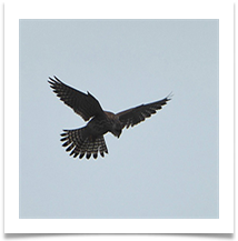 SH KESTREL LOOKING FOR LUNCH.JPG - Steve Hodson